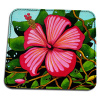 Happy Hibiscus Leather Coasters