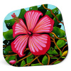 Happy Hibiscus Hardboard Coasters